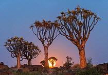 Quiver trees (Aloe dichotoma) with full moon rising, Namib Desert. Namibia.