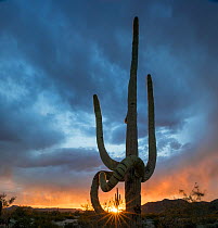 ARCHIVED SG - Duplicate 10/10/2017. ~~Saguaro cactus (Carnegiea gigantea) at sunset, with drooping frost damaged limbs, South Maricopa Mountains Wilderness, Sonoran Desert National Monument, Arizona,...
