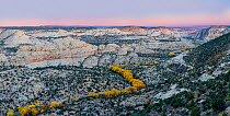 Cottonwood (Populus fremontii) trees in autumn at sunset, forming a sinuous line of yellow trees. Deer Creek Canyon, Grand Staircase-Escalante National Monument, Utah, USA, October.