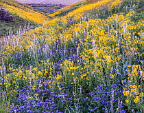 Massive wildflower display Lanceleaf monolopia 1+Monolopia lanceolata+2 Great Valley phacelia 1+Phacelia civiliata+2 and purple Lemmon&#39;s mustard 1+Caulanthus anceps+2 The Temblor Range in evening...