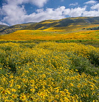 Mass wildflower display with Lanceleaf monolopia (Monolopia lanceolata), and Orange fiddle neck (Amsinckia intermedia) The Temblor Range also carpeted with flower in the background in evening light. C...