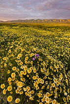 Mass wildflower display with Tidy-tips (Layia platyglossa)  Great Valley phacelia (Phacelia ciliata).  The Temblor Range also carpeted with flower in the background in evening light. Carrizo Plain Nat...