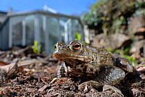 Common toad (Bufo bufo) in a garden flowerbed next to a conservatory, Wiltshire, UK, March. Property released.