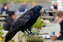 Rook (Corvus frugilegus) scavenging food scraps left by tourists at an outdoor cafe, Dorset, UK, April.