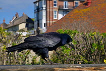 Rook (Corvus frugilegus) searching for crumbs and other food scraps left by tourists on a picnic table, Dorset, UK, April.