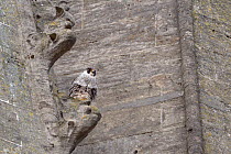 Peregrine falcon (Falco peregrinus) juvenile perched on an an ornamental pinnacle of St. John's church spire, Bath, UK, April.