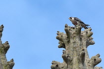 Peregrine falcon (Falco peregrinus) perched on an ornamental pinnacle of St. John's church spire, feeding on a Feral pigeon (Columba livia), Bath, UK, April.