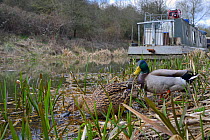 Mallard duck and drake (Anas Platyrhynchos) foraging on a canal margin, Bathampton, Bath and northeast Somerset, UK, March.