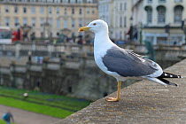 Lesser black-backed gull (Larus fuscus) perched on a wall overlooking Parade Gardens Park looking out for food scraps to scavenge, Bath, UK, March.