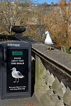 Lesser black-backed gull (Larus fuscus) perched near a gull-proof bin saying 'Please don't feed the gulls' Bath, UK, March.
