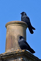 Jackdaw (Corvus monedula) pair perched on a house chimney they are nesting in, Wiltshire, UK, April.