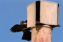 Jackdaw (Corvus monedula) flying to a chimney it is nesting in with nest material, Wiltshire, UK, April.