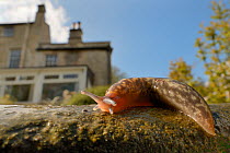 Irish yellow slug (Limacus maculatus) crawling over garden steps after rain, with house in the background, Wiltshire, UK, April.