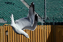Herring gull (Larus argentatus) diving down to scavenge food with rugby ground in the background, Bath, UK, March.