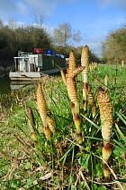 Stand of Great horsetail (Equisteum telmateia) spore cones emerging from canal bank, Bathampton, Bath and northeast Somerset, UK, March.