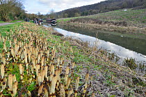 Dense stand of Great horsetail (Equisteum telmateia) spore cones emerging from canal bank, Bathampton, Bath and northeast Somerset, UK, March.