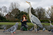 Asian woman photographing a Grey heron (Ardea cinerea) with a smart phone in Regent's Park as Feral pigeons (Columbia livia) forage around them, London, UK, March. Model released.