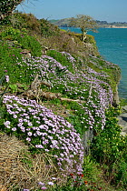 Mass of flowering African daisies (Osteospermum sp.) covering a garden wall beside the Camel Estuary, near Padstow, Cornwall, UK, April.