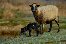 Cameroon ewe and lamb, Marsh of Ile d'Olonne, Vendee, France, January.