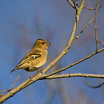 Common chaffinch (Fringilla coelebs) female perched, Vendee, France, January