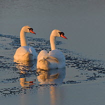 Two Mute swans (Cygnus olor) swimming away, Marais Breton, Vende, France, January.
