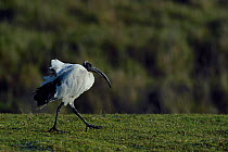 African sacred ibis (Threskiornis aethiopicus) walking, Marais Breton, Vende, France, January.