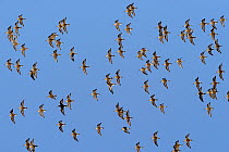 Dunlin (Calidris alpina) flock in flight, Marais Breton, Vende, France, January.