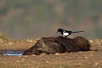 Eurasian magpie (Pica pica) feeding on boar carcass, Sierra de Guadarrama, Spain, January.