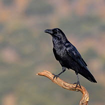 Raven (Corvus corax) Sierra de Guadarrama, Spain, January
