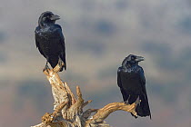 Two Ravens (Corvus corax) perched on branch, Sierra de Guadarrama, Spain, January.