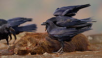 Ravens (Corvus corax) feeding on a boar carcass, Sierra de Guadarrama, Spain. January.