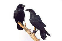 Two Ravens (Corvus corax) interacting on branch, Sierra de Guadarrama, Spain, January.