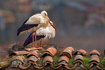 Two White storks (Ciconia ciconia) on the roof of a house, Spain, February.