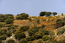Evergreen oaks (Quercus ilex) in landscape, Real Sitio de San Ildefonso-El Espinar UNESCO Biosphere Reserve, Spain, February 2017.