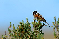 Common Reed Bunting (Emberiza schoeniclus) on a branch, Vendee, France, March.