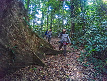 Walkers standing next to buttress root of tree, Darien National Park UNESCO World Heritage Site, Panama. February 2017.
