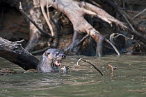 Neotropical river otter (Lontra longicaudis) Chucunaque River, Darien National Park UNESCO World Heritage Site, Panama.