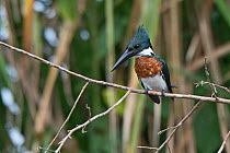 Amazon kingfisher (Chloroceryle amazona) Chuchunaka River Darien National Park UNESCO World Heritage Site, Panama.