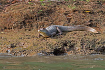 Spectacled caiman (Caiman crocodilus) Chuchunaka River, Darien National Park UNESCO World Heritage Site, Panama.
