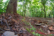 Leaf-cutter ants (Atta sp) moving across forest floor, Darien National Park UNESCO World Heritage Site, Panama.