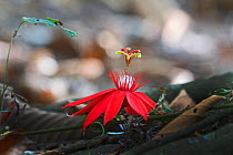 Passion flower (Passiflora) flowering on forest floor at Canopy Camp in Darien National Park UNESCO World Heritage Site, Panama.