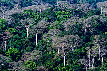 Lowland rainforest and large Cuipo trees (Cavanillesia platanifolia) Darien National Park UNESCO World Heritage Site, Panama.