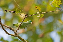 Spectacled parrotlet (Forpus conspicillatus) Darien National Park UNESCO World Heritage Site, Panama.