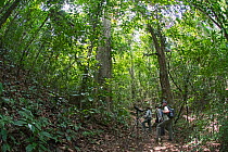 Bird watchers looking for Golden-headed Manakin on Nando's Trail at Canopy Camp in the Darien National Park UNESCO World Heritage Site, Panama.