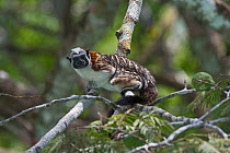 Geoffroy's tamarin (Saguinus geoffroyi) in the Darien National Park UNESCO World Heritage Site, Panama.