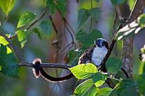Geoffroy's tamarin, (Saguinus geoffroyi) Darien National Park UNESCO World Heritage Site, Panama, February.