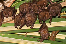Great fruit-eating bats (Artibeus lituratus) roosting under a palm frond,  Panama City.