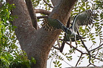 Harpy eagle (Harpia harpyja) female in flight, Darien National Park UNESCO World Heritage Site, Panama.