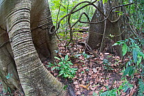 Cuipo tree (Cavanillesia platanifolia) roots in tropical rainforest,  Darien National Park UNESCO World Heritage Site, Panama.