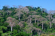 Lowland rainforest and large Cuipo (Cavanillesia platanifolia) trees, Darien National Park UNESCO World Heritage Site, Panama.
